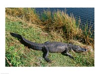 Framed Alligator Everglades National Park Florida USA
