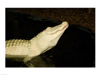 Framed Close-up of an American alligator in a lake