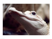 Framed Albino Alligator