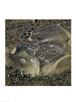 Framed Aboriginal Rock Engraving So. Kolan East Queensland Australia