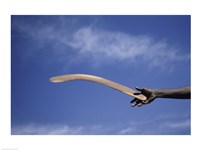 Framed Throwing Non- Return, Fighting Boomerang, Australia