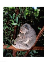 Framed Koala hugging its young, Lone Pine Sanctuary, Brisbane, Australia (Phascolarctos cinereus)