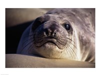 Framed Seal - photo