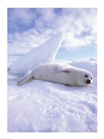 Framed Seal - laying