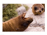 Framed Close-up of two Sea Lions relaxing on rocks, Ecuador