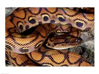 Framed Close-up of a Brazilian Rainbow Boa curled up (Epicrates cenchria cenchria)