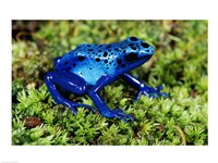 Framed Close-up of a Blue Poison Dart Frog in the grass