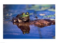 Framed Bullfrog