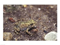 Framed Close-up of a toad on a rock
