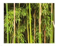Framed Bamboo Richelieu