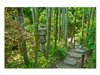 Framed Hasedera-Bamboo Grove