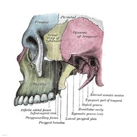 Framed Skull Diagram