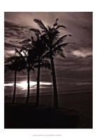 Framed Palms At Night III
