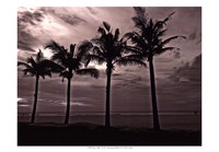 Framed Palms At Night VI