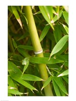 Framed Close-up of a bamboo shoot with bamboo leaves