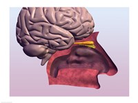 Framed Close-up of a human olfactory system and brain