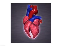 Framed Close-up of a human heart