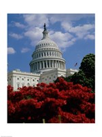 Framed Flowering plants in front of the Capitol Building, Washington, D.C., USA