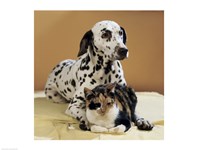 Framed Dalmatian and Cat