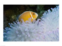 Framed Clown Fish, Nananu-I-Ra Island, Fiji