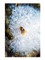 Framed High angle view of a clown fish hiding in a sea anemone, Nananu-i-Ra island, Fiji