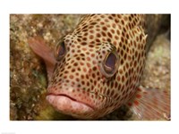 Framed Red Hind Fish