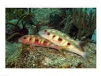 Framed Spotted Goatfish