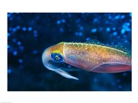 Framed Close-up of a squid swimming underwater