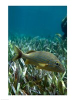 Framed Side profile of a Blue Striped Grunt swimming underwater