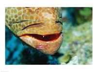 Framed Close-up of the mouth of a Juvenile Grouper, Belize