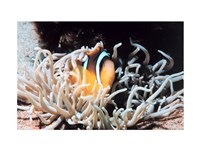 Framed Clown fish in coral reef