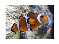 Framed Clown Fish