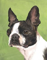 Framed Dog Portrait-Boston