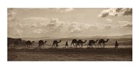 Framed Egyptian Camel Transport