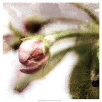 Framed Apple Blossom III