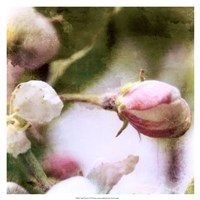 Framed Apple Blossom