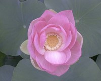 Framed Blushing Lotus I