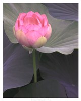 Framed Blushing Lotus II