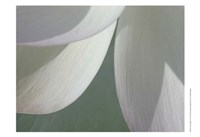 Framed Lotus Detail I