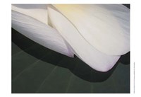 Framed Lotus Detail II