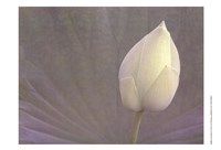 Framed Lotus Detail VI