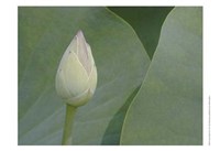 Framed Lotus Detail VII