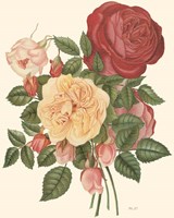 Framed 'Vintage Roses I' border=