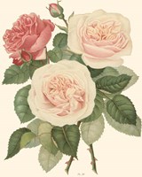 Framed 'Vintage Roses II' border=