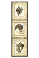 Framed Small Rustic Shell Panel II