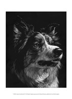 Framed Canine Scratchboard IV