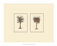 Framed Miniature Palm II