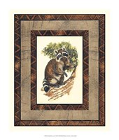 Framed Rustic Raccoon