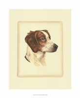 Framed Brittany Spaniel