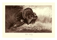Framed Wild Turkey